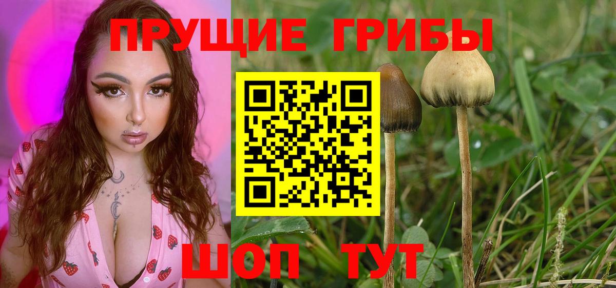 Галлюциногенные грибы GOLDEN TEACHER Камышлов